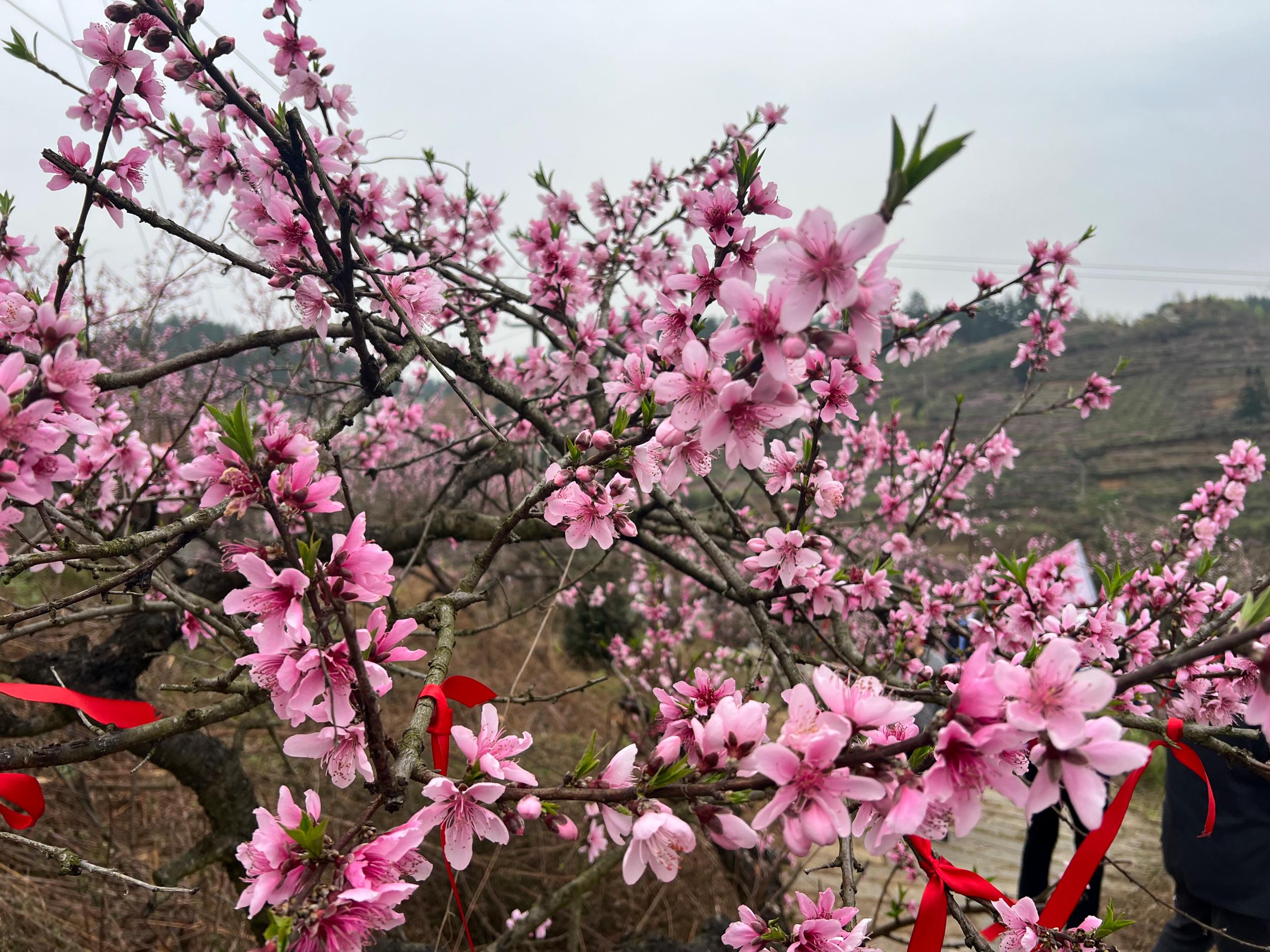 西秀區(qū)寧谷鎮(zhèn)“萬畝桃源·與‘寧’相約”