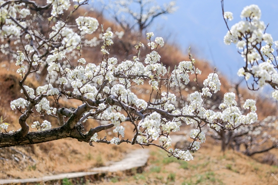 貴州威寧：梨花開滿園 群眾笑開顏