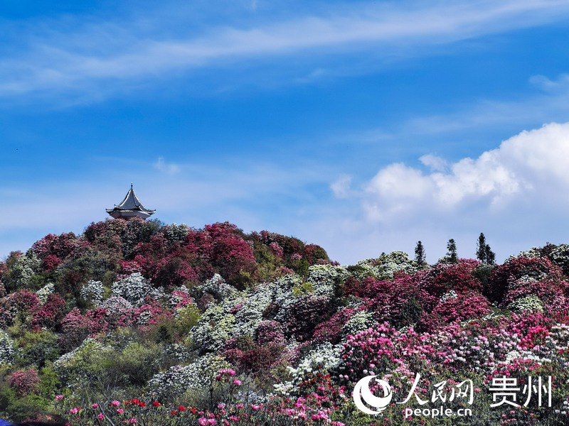 盛放的杜鵑花海。人民網(wǎng) 王秀芳攝