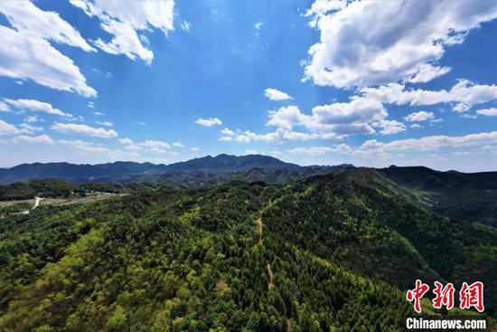 資料圖：貴州省大方縣長石鎮(zhèn)山壩村林下天麻種植基地航拍。何志剛 攝