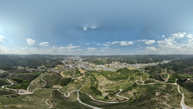 生態(tài)茶場（王春府 攝） (3)