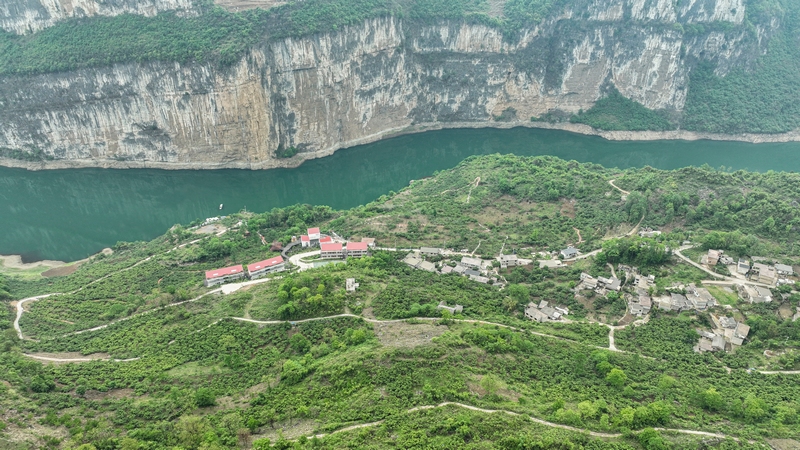 郁郁蔥蔥的枇杷林（王春府 攝）