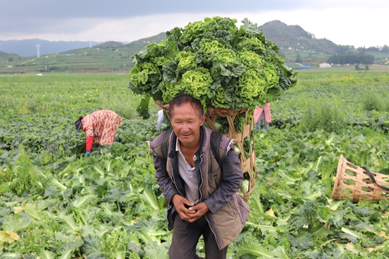 貴州威寧：田間好“豐”景 蔬菜采收忙_fororder_背運大白菜 劉軍林 攝