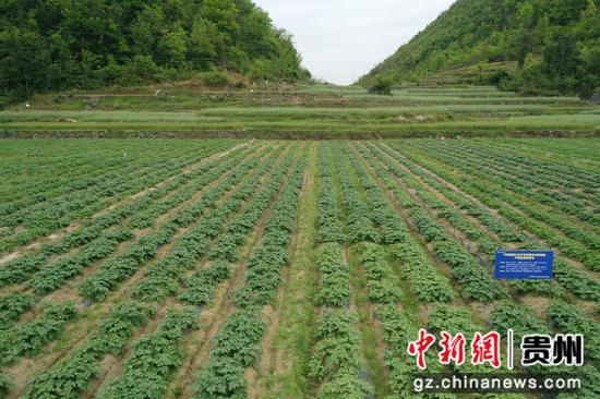 各品種馬鈴薯不同生長狀態(tài)