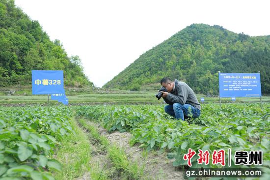 試驗站技術(shù)人員正記錄各品種馬鈴薯生在狀態(tài)