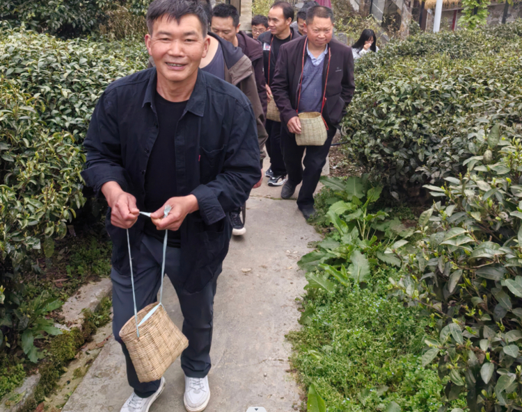 都勻毛尖鎮(zhèn)百余干部“上春山” 采茶葉拉家常集民意貼民心