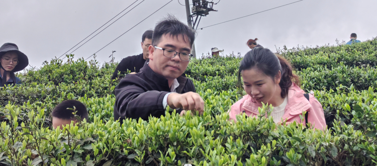 都勻毛尖鎮(zhèn)百余干部“上春山” 采茶葉拉家常集民意貼民心