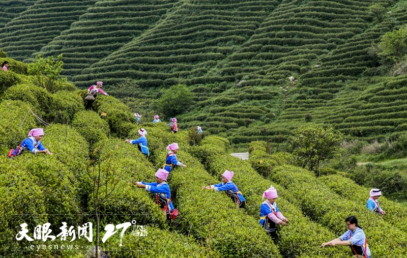 非遺傳承·古韻新生｜都勻毛尖茶制作技藝：茶香萬里 名震九州