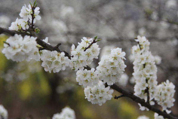 修文縣小箐鎮(zhèn)：李花如雪 扮靚山村