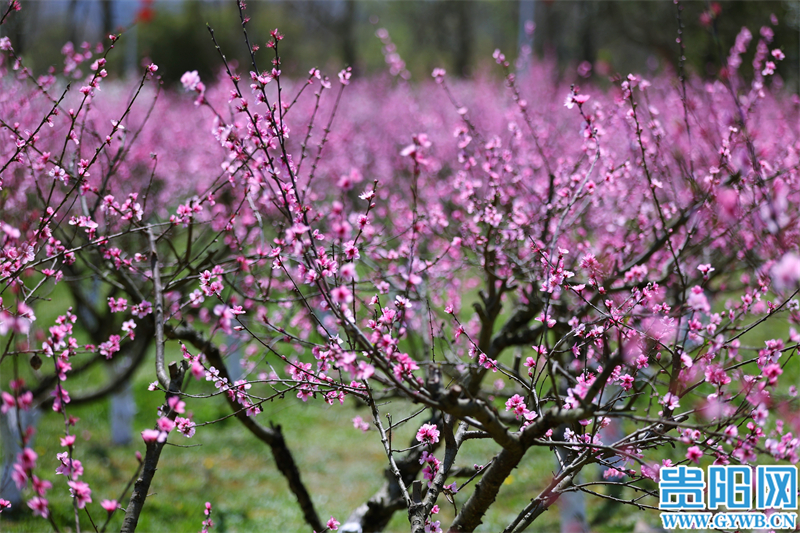 觀山湖公園桃花盛開 市民前往打卡拍照