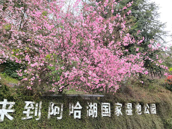 春已至，候鳥歸！阿哈湖濕地公園約你“游春湖”