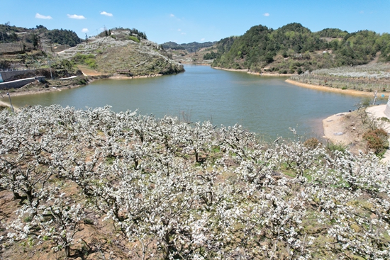 貴州修文：“春風(fēng)十里 梨花游趣”文旅系列活動精彩紛呈_fororder_微信圖片_20240401154348