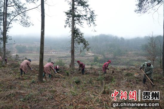 村民在種植天麻