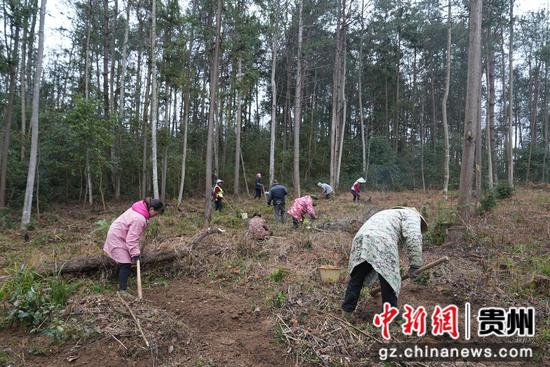 村民在種植天麻