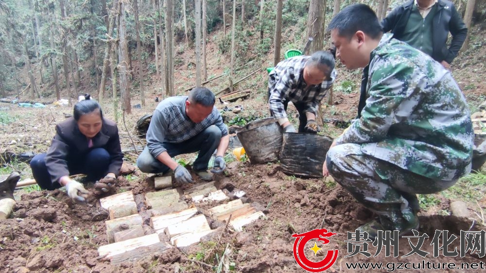 羅里鄉(xiāng)：天麻種植正當(dāng)時 林下“生金”促增收