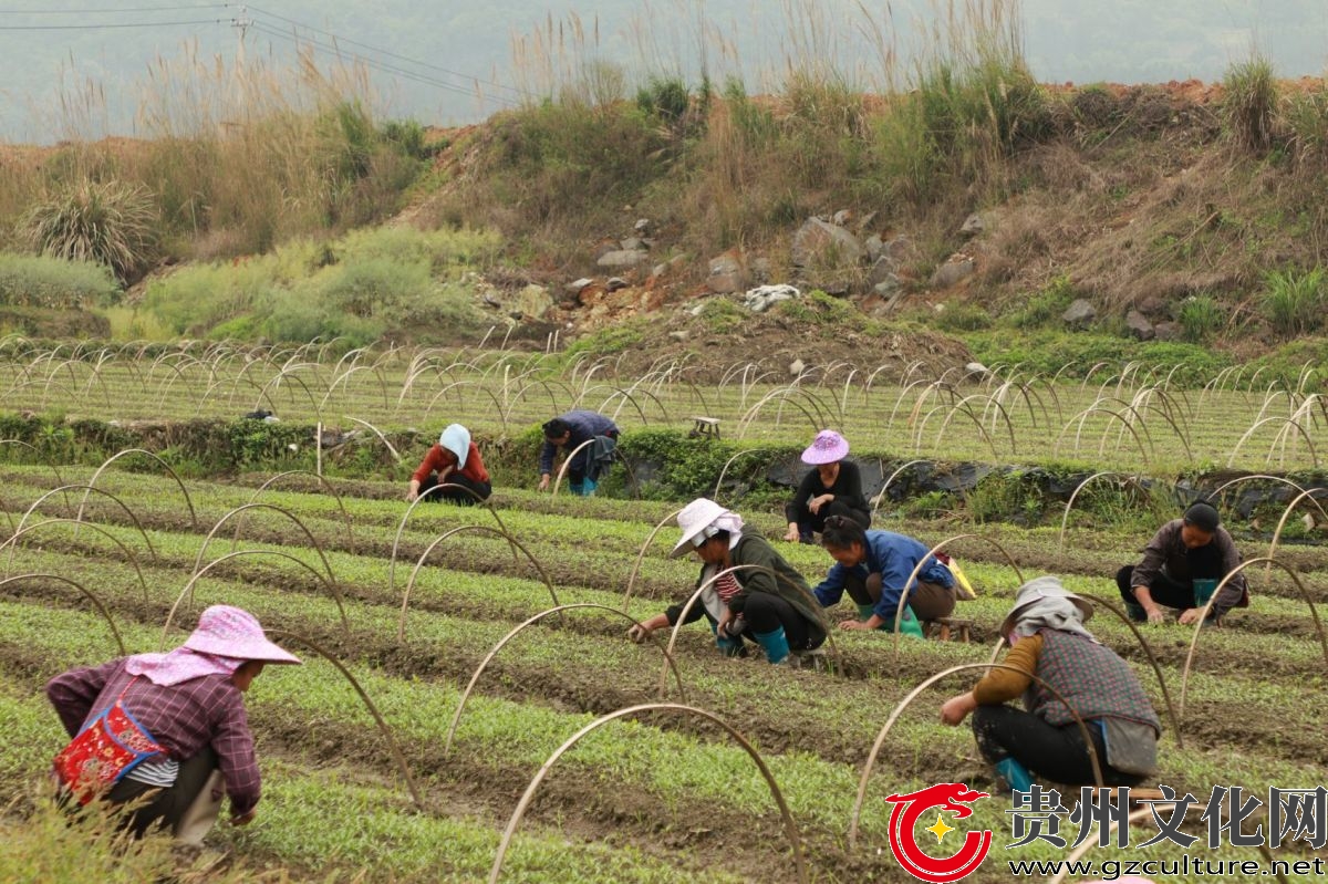 貴州從江：陽(yáng)春三月辣椒育苗管護(hù)忙