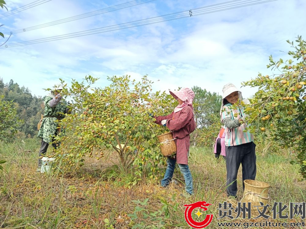 黎平縣：“油茶籽”鼓起群眾的“錢袋子”