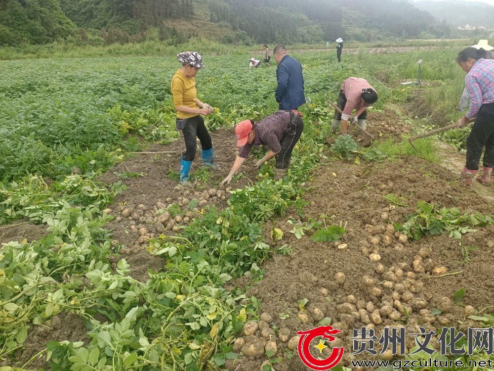 黎平縣：7.2萬畝馬鈴薯喜迎豐收