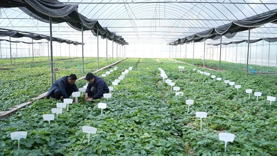 貴州盤州：90萬粒馬鈴薯“原原種”繁育完成