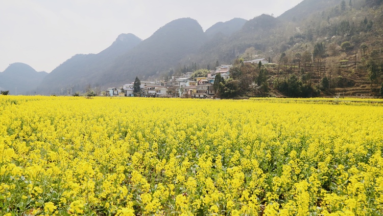 貴州水城陡箐“三朵花” 接二連三富農(nóng)家