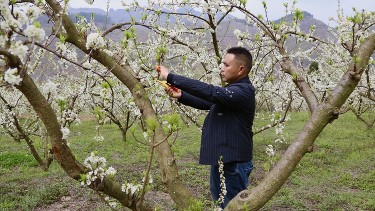 貴州水城陡箐“三朵花” 接二連三富農(nóng)家