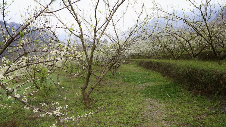 貴州水城陡箐“三朵花” 接二連三富農(nóng)家