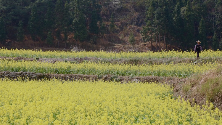 貴州水城陡箐“三朵花” 接二連三富農(nóng)家