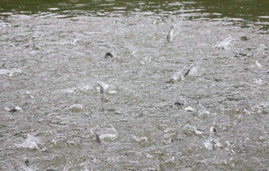 六盤水市六枝特區(qū)：“水上糧倉”蝦美魚肥