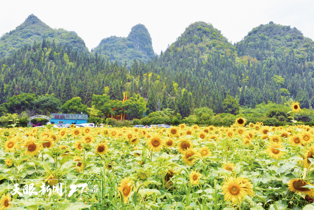 5 隨著夏日的陽(yáng)光越來(lái)越燦爛，萬(wàn)峰林景區(qū)魚(yú)隴村濱河花園15畝左右的向日葵迎著驕陽(yáng)從容怒放。龍君昊 攝.jpg