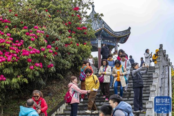 貴州：觀百里杜鵑花海