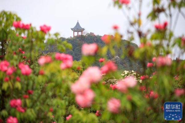 貴州：觀百里杜鵑花海