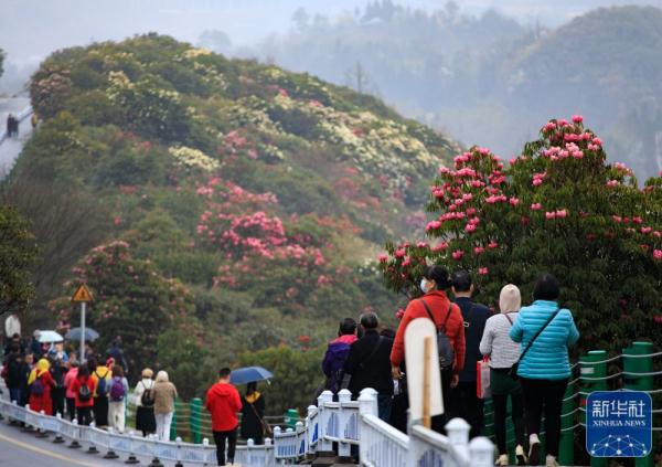 貴州：觀百里杜鵑花海