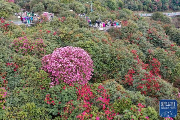 貴州：觀百里杜鵑花海