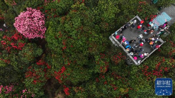 貴州：觀百里杜鵑花海