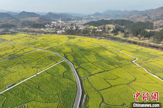 航拍貴定盤江鎮(zhèn)音寨村金海雪山景區(qū)綻放的油菜花。　中新網(wǎng)記者 瞿宏倫 攝