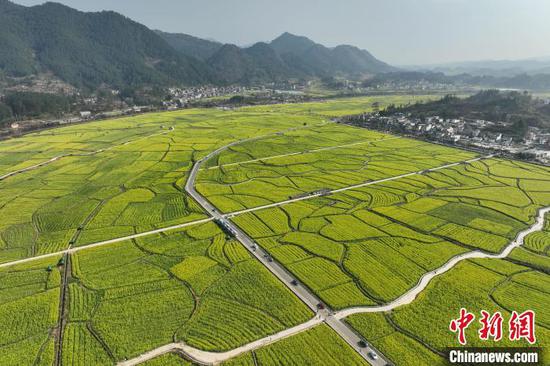 航拍貴定盤江鎮(zhèn)音寨村金海雪山景區(qū)綻放的油菜花。　中新網(wǎng)記者 瞿宏倫 攝