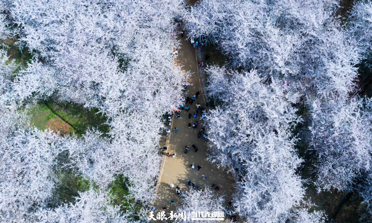 櫻花“三月”，貴安等你！