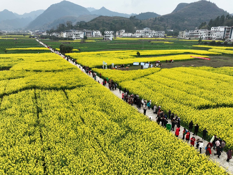 官倉油菜花開，吸引眾多游客游玩打卡。陳桂良 攝