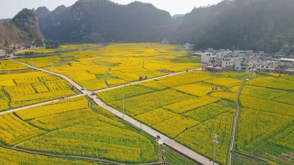 貴州都勻平浪鎮(zhèn)：春色正濃 花開爛漫 邀你共赴一場花海盛宴_fororder_微信圖片_20240308121228