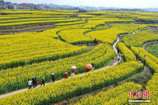 圖為航拍舊州鎮(zhèn)萬畝油菜花田。陳孝新 攝