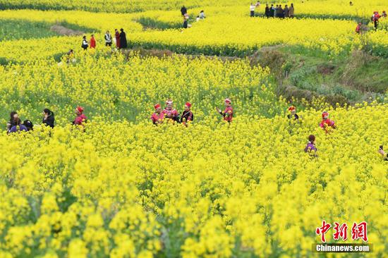 圖為舊州鎮(zhèn)萬畝油菜花盛開，吸引游客前來“打卡”。