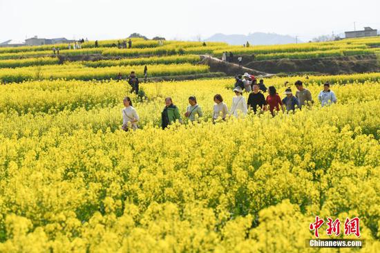 圖為民眾結(jié)伴賞油菜花。陳孝新 攝