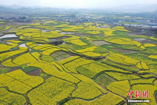 圖為航拍舊州鎮(zhèn)萬畝油菜花田。