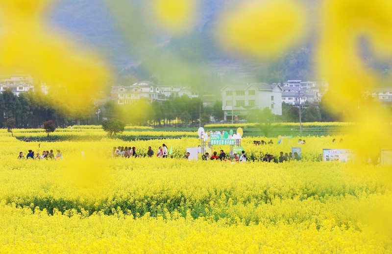 3、桐梓縣官倉(cāng)鎮(zhèn)油菜花開(kāi)了。陳桂良 攝.JPG