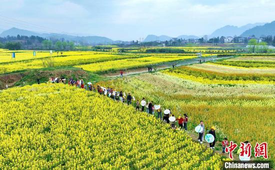 3月12日，航拍七彩油菜花田。徐進 攝