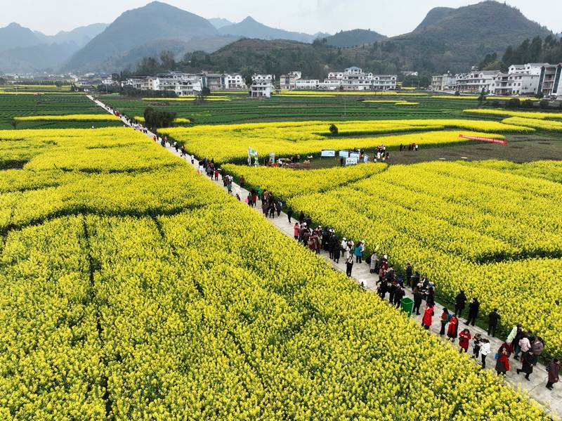 4、桐梓縣官倉(cāng)鎮(zhèn)油菜花開(kāi)了。王印 攝.jpg