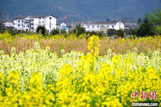 3月12日拍攝的七彩油菜花田。李珊珊 攝