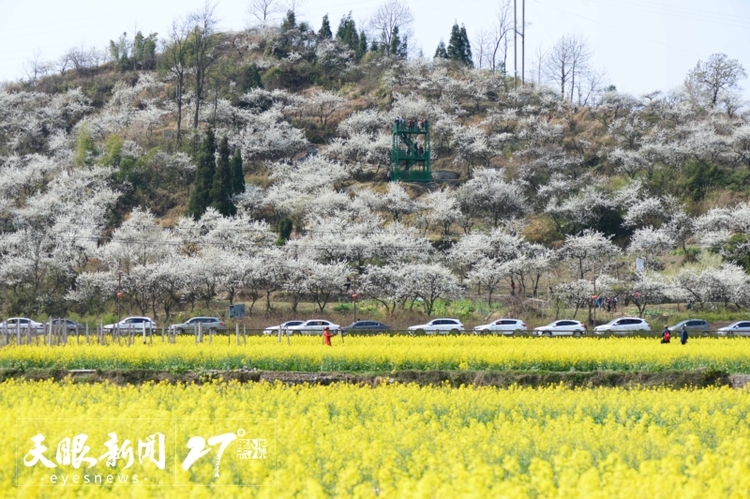 上春山 賞百花｜莫負黔地好光景 春游貴州正當時