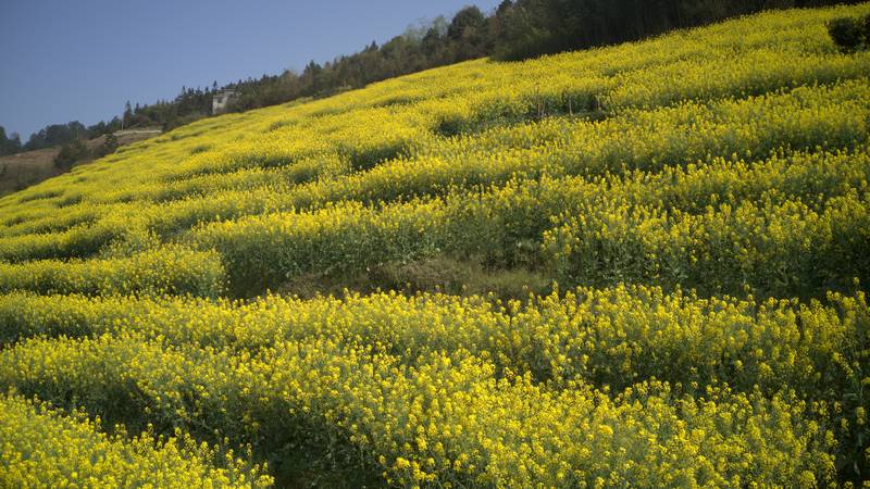 上春山 | 習(xí)水縣程寨鎮(zhèn)：千畝油菜花開 爛漫山村田野