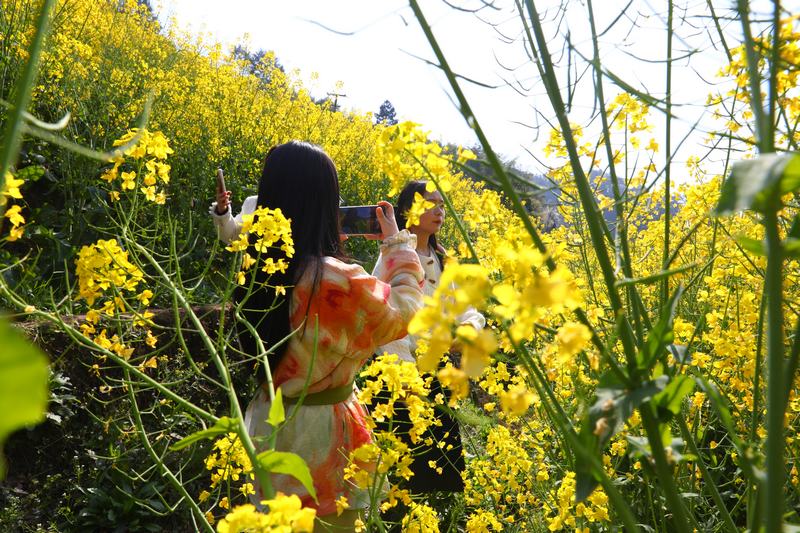 游客在油菜花里拍照打卡。習水縣融媒體中心供圖.JPG